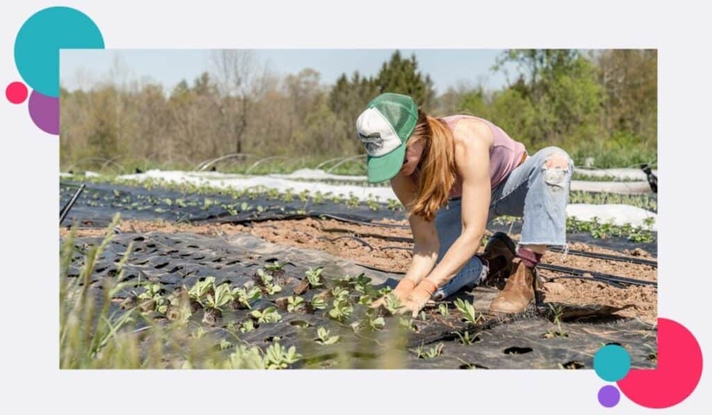 A lone agricultural worker planting seedlings