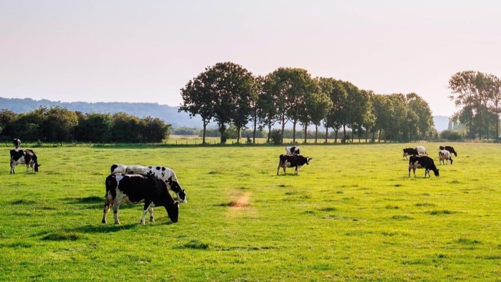 Cows in a field