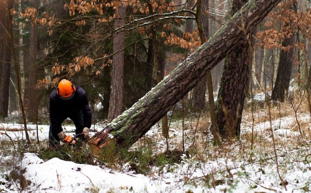 A lumberjack forestry worker felling a tree alone