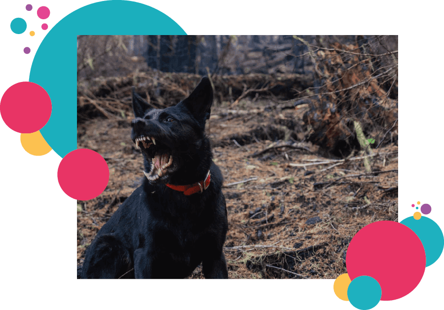 A violent appearing black dog in woodlands